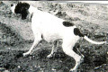 Pedigree CH.INT.T. LASTOG Pedigree CH.INT.T. LASTOG
